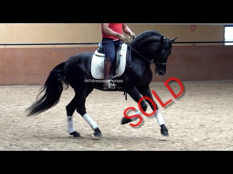 **SOLD** Black Andalusian PRE Stallion 2017 - 1,64 | #MP439