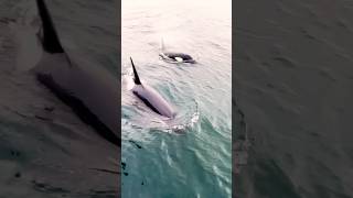 We Saw Wild Orcas in Juneau, Alaska! | Rare Whale Watching Cruise Excursion