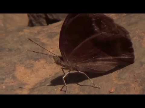 Chocolate Pansy (SHRIKANT MADHAV KELKAR)