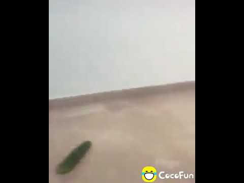 kucing lucu😂😂😂