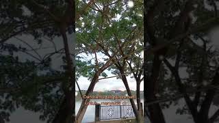 Download lagu Story WA Chrisye Andai aku bisa #Shorts mp3 Download lagu Story WA Chrisye Andai aku bisa #Shorts mp3