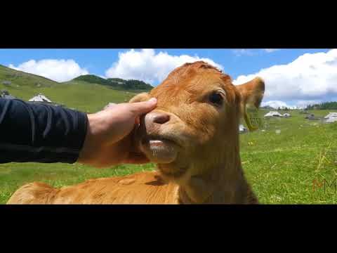 Velika Planina Vlog #20