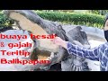 ADA BUAYA DAN GAJAH DI TERITIP BALIKPAPAN