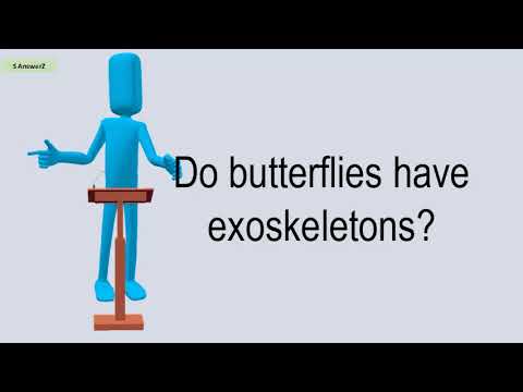 Do Butterflies Have An Exoskeleton