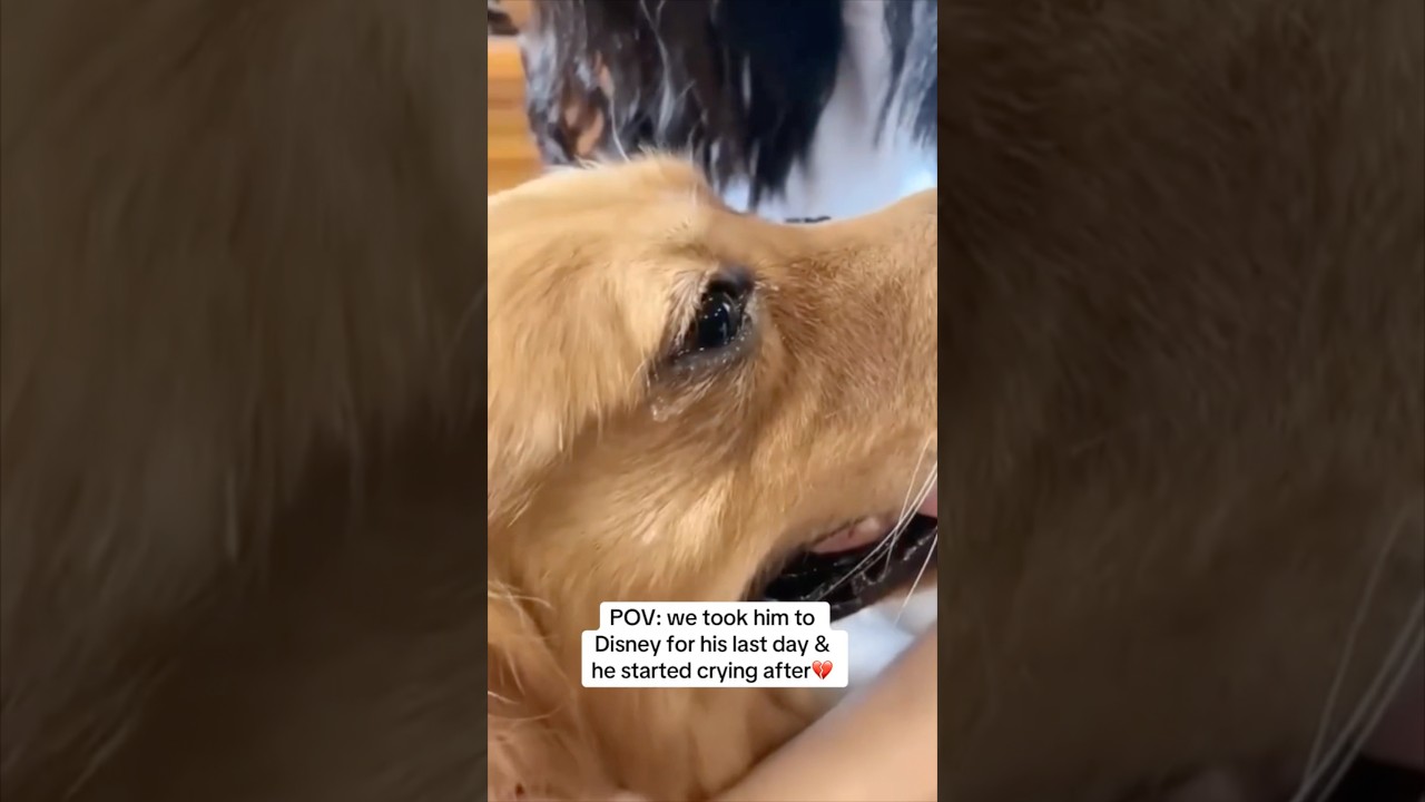 Her dog cried at Disney before he passed away ❤️
