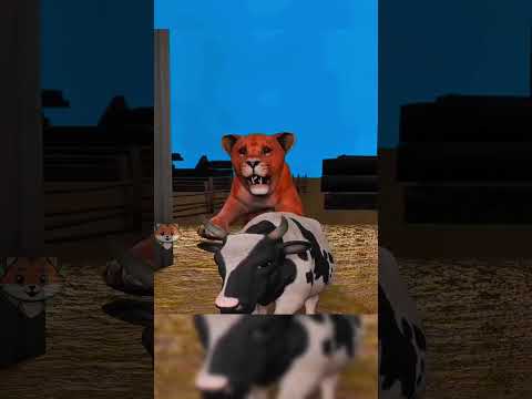 Çiftçiler aslanları kandırmak için inek poposuna göz çiziyor!