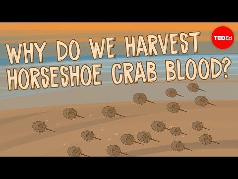 【TED-Ed】Why do we harvest horseshoe crab blood? - Elizabeth Cox