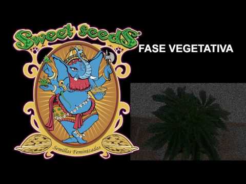 download lagu mp3 mp4 Cream Caramel Fast Version, download lagu Cream Caramel Fast Version gratis, unduh video klip Cream Caramel Fast Version