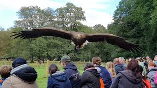 Wildpark Eekholt, „König der Lüfte“ – der Europäische Seeadler