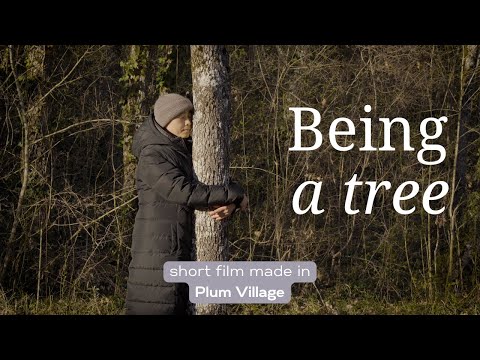 Being a Tree | A Short Film Narrated by Thich Nhat Hanh