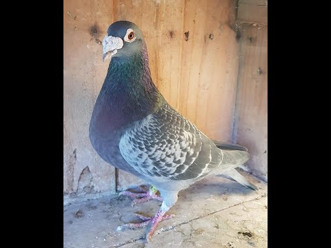 WIM DE TROY Bourges II Champion OB #pigeon #racingpigeon #kalapati #kabootar #kabutar #racing