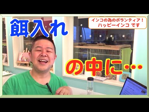 なぜ鳥たちは餌箱に来ないのですか？羽鳥を引き寄せるための適切な解決策  庭園