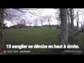 Chasse Au Sanglier