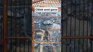 Download lagu Ciblek semi gacor tiga variasi lagu cocok buat masteran #ciblek #cibleksemi #ciblekgacor mp3 Download lagu Ciblek semi gacor tiga variasi lagu cocok buat masteran #ciblek #cibleksemi #ciblekgacor mp3