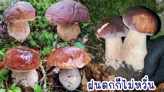 The crazy ones are here! Let's go collect mushrooms in the early morning, even if it's raining. E...