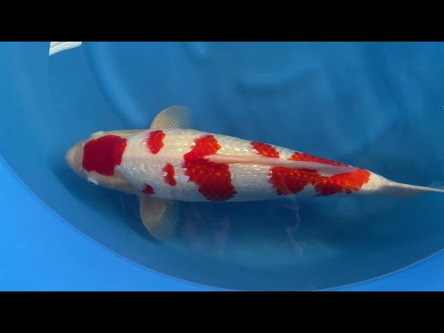 Ginrin Kohaku