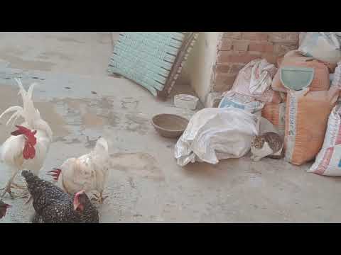 Pannu Mannu and naughty Cat🐔🐔🐈