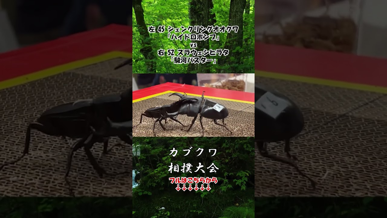 シェンクリングオオクワガタ ハイドロポンプ vs スラウェシヒラタクワガタ 駿河バスター #クワガタ #昆虫バトル #昆虫
