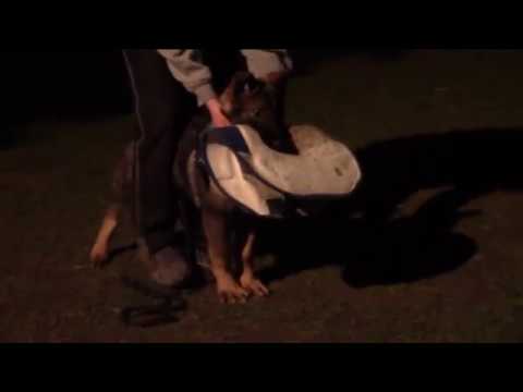 Jasper z Atarova sadu - training - 3/2017