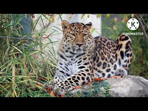 Amazing Wildlife of Botswana - 4K Documentary Film ( with music )