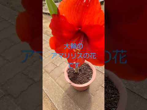 アマリリスは葉しか成長しません。この見事な植物を再び咲かせるにはどうすればよいでしょうか?  庭園