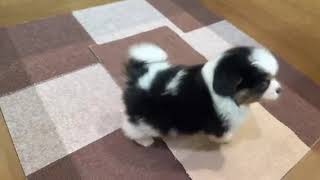 ハーフ犬の動画01