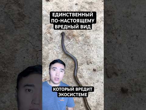 Самый Вредный Вид На Планете