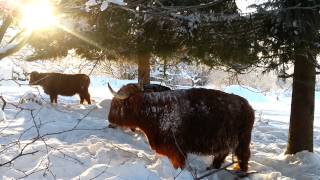 preview picture of video 'Beautiful highlandcattle in Näsum, Sweden'