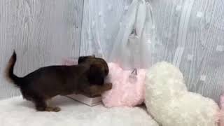 ハーフ犬の動画01