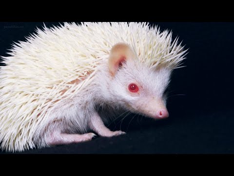 5 interesting facts about hedgehogs that you didn't know!