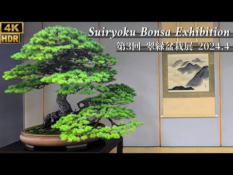 The 3rd Suiryoku Japanese Bonsai Exhibition 2024 ~翠緑盆栽展~ [4K HDR]