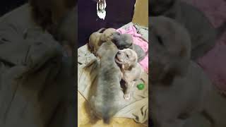 Catahoula Bulldog Puppies Videos