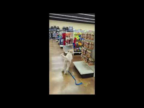 WMK9-Well Mannered K9 LLC video.