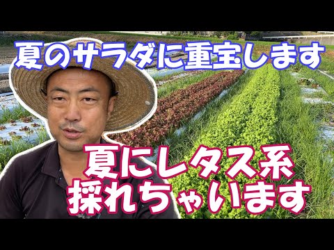 ラムレタスを菜園ポットのポットに播種する方法夏8月