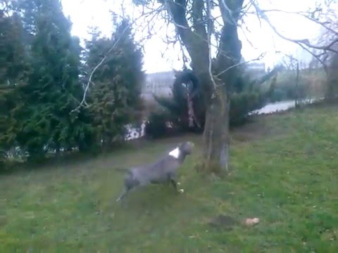 amstaff tajfun 18miesiecy