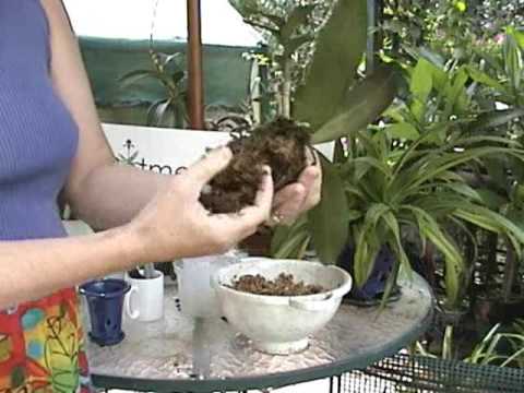 Phalaenopsis Repotting - Orchid Care - From rePotme.com