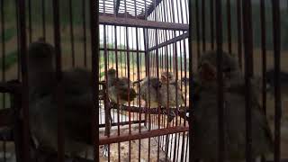 Download lagu burung merbah lekir mp3