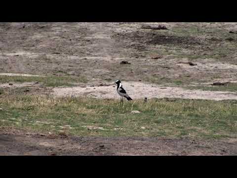 Djuma: Blacksmith Lapwing chicks meet the huge Elephants - 15:15 - 11/19/18