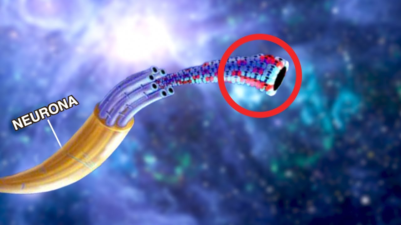 ¿Hemos Encontrado el Origen de la Consciencia?