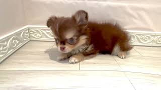 チワワ(ロング)の動画01