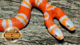 BIZARRE TWO HEADED SNAKE - real or fake?