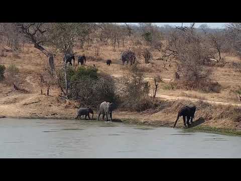 Djuma: Small Elephant group drinks at the dam - 12:39 - 08/27/21
