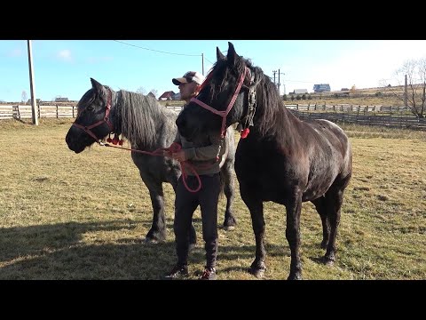 Caii lui Marius de la Marisel, Cluj - 2020 Nou!!!