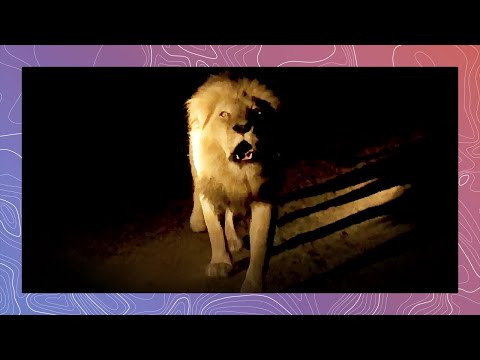 Lion Roar Terrifies Safari Guests
