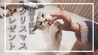【猫９匹】またたびドーナッツを取り合うネコが可愛すぎる！【ねこ屋敷】