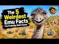 Why Can T Emus Fly The Fascinating Truth About Australia S Giant Bird