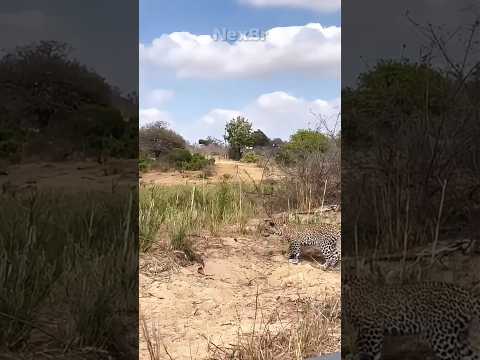 Esse lagarto simplesmente NÃO RESPEITOU o leopardo 😳 #leopardo #lagarto #memes  #viral #shorts