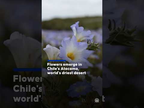 Atacama Desert is bursting into bloom in Copiapo, Chile