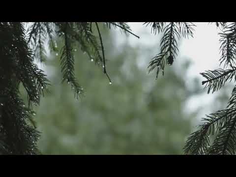 Quran with rain sound❤ - Haitham Aldakheen sourat AlAnbea'a (هيثم الدخين - سورة الأنبياء)