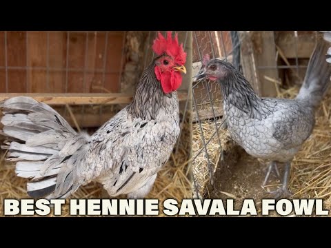 Best Hennie SAVALA FOWL